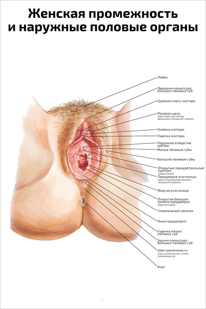 Плакат Квинг Женская промежность и наружные половые органы ламинированный 457×610 мм ≈ (А2)