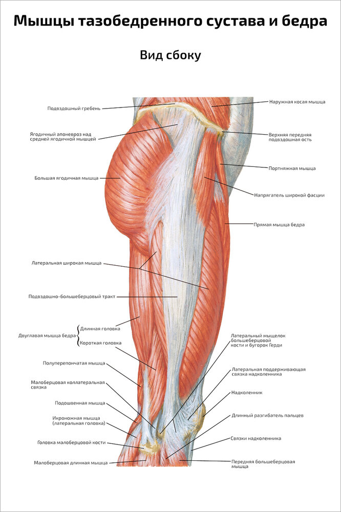 Плакат Квинг Мышцы тазобедренного сустава и бедра, вид сбоку ламинированный 457×610 мм ≈ (А2)