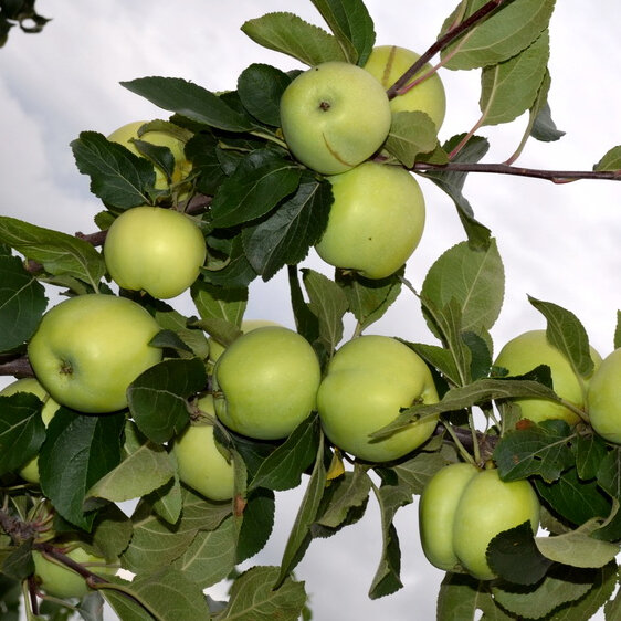 Саженцы яблони на семенном подвое Налив Исецкий