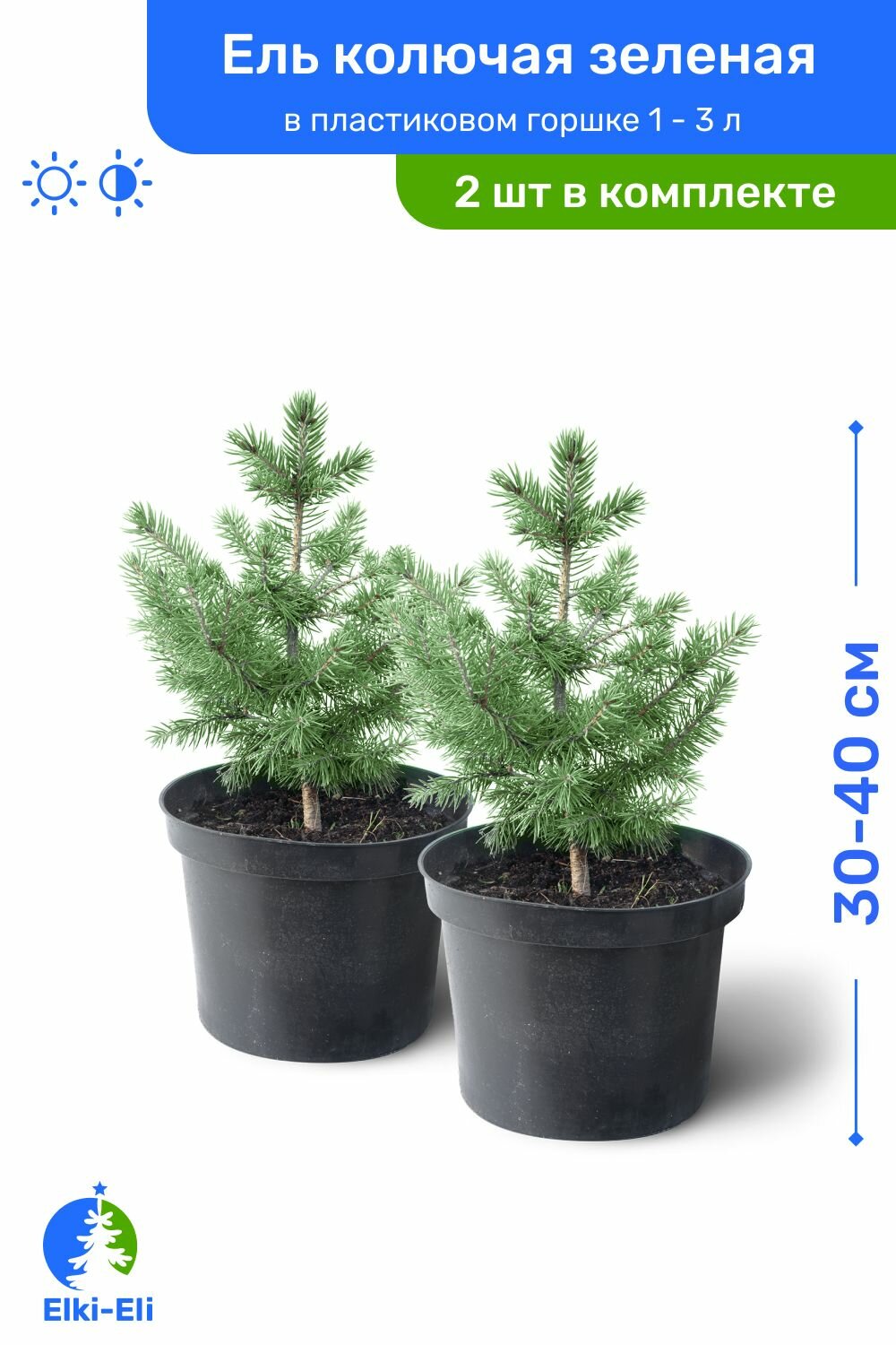 Ель колючая зелёная 30-40 см в пластиковом горшке 1-3 л саженец хвойное живое растение комплект из 2 шт