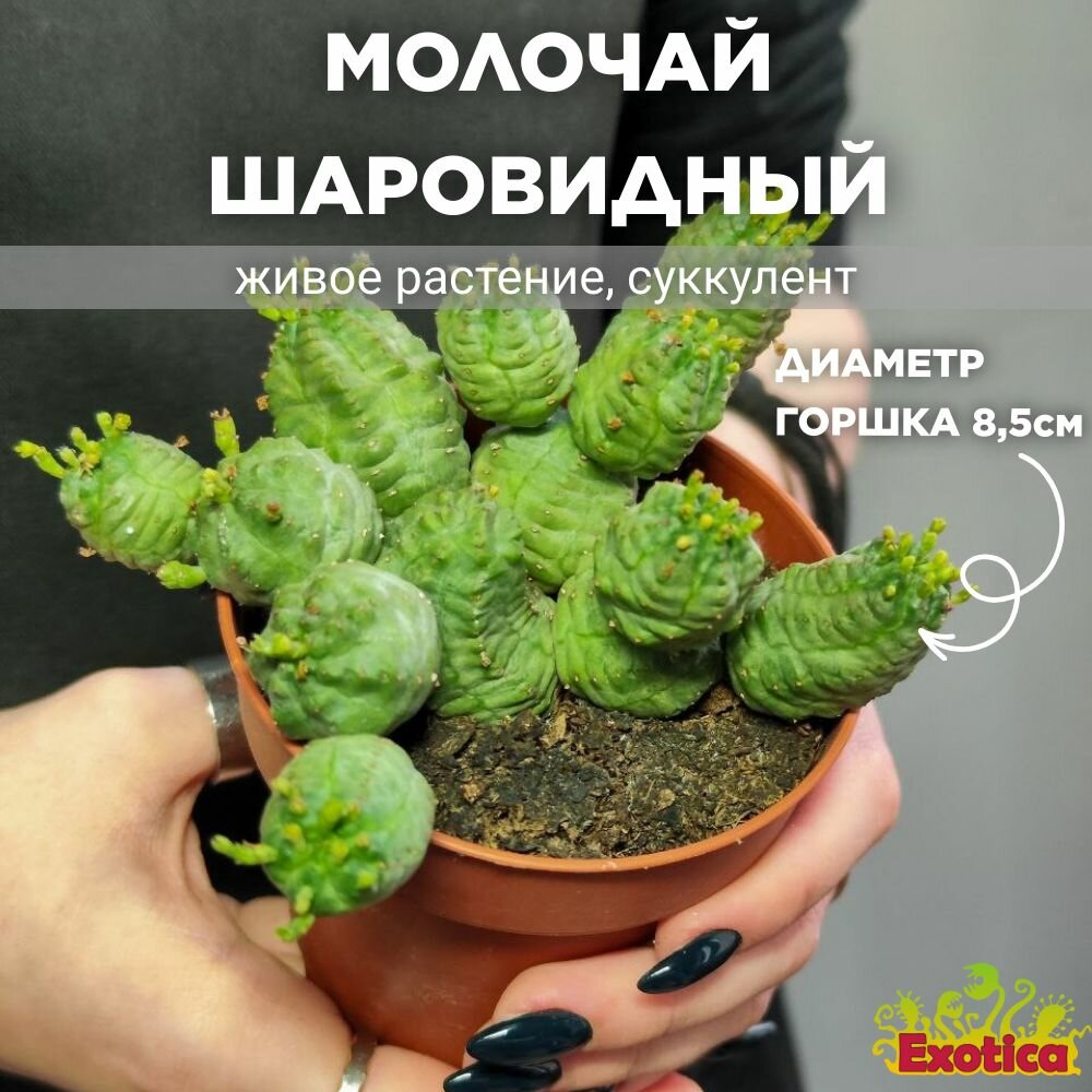 Молочай Шаровидный Тучный (Euphorbia Globosa x Obesa) D85см