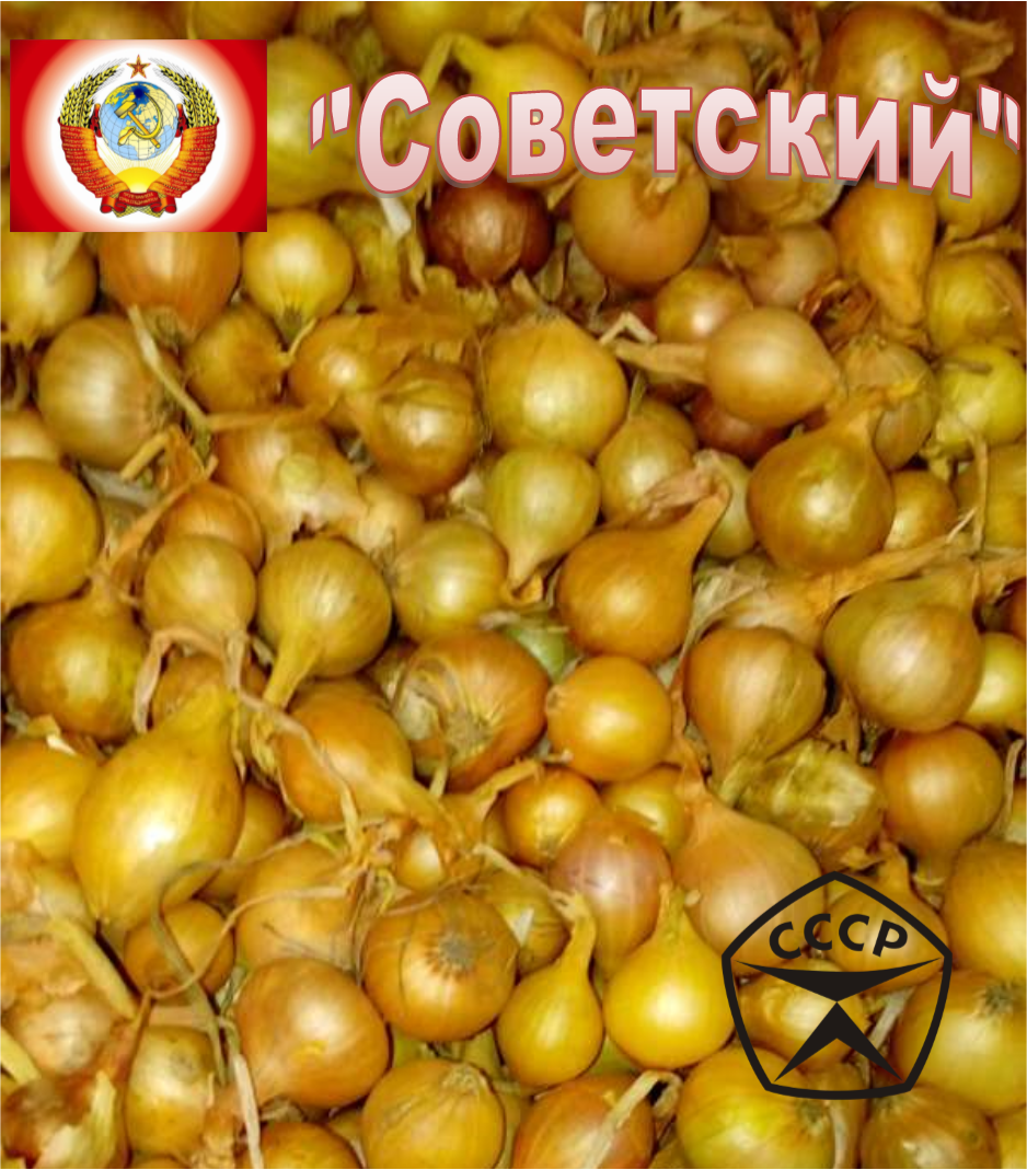 Лук-севок Штутгартен ризен "Советский", 1 категория (8-14мм), 500 грамм