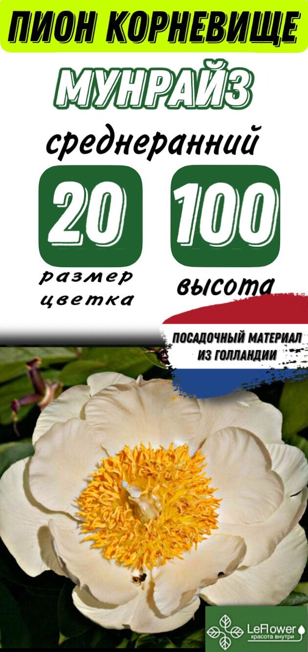 Пион Корневище Мунрайз (LeFlower)