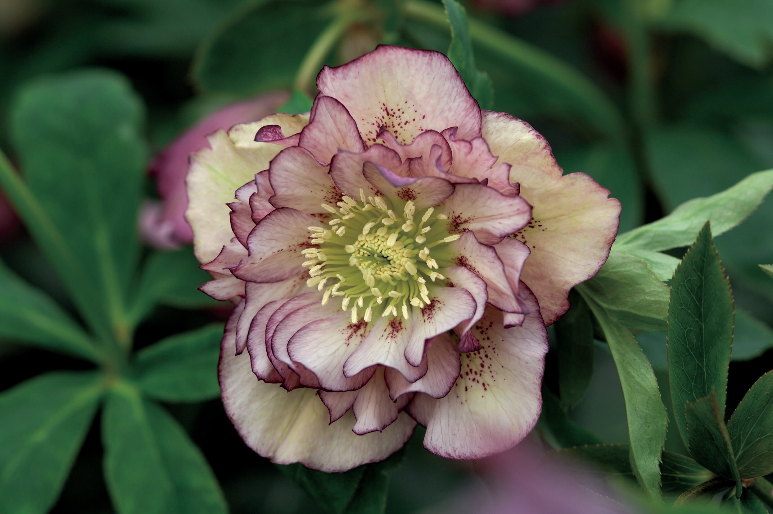 Морозник восточный Дабл Эллен Пикоти (Helleborus orientalis Double Ellen Picotee) саженцы