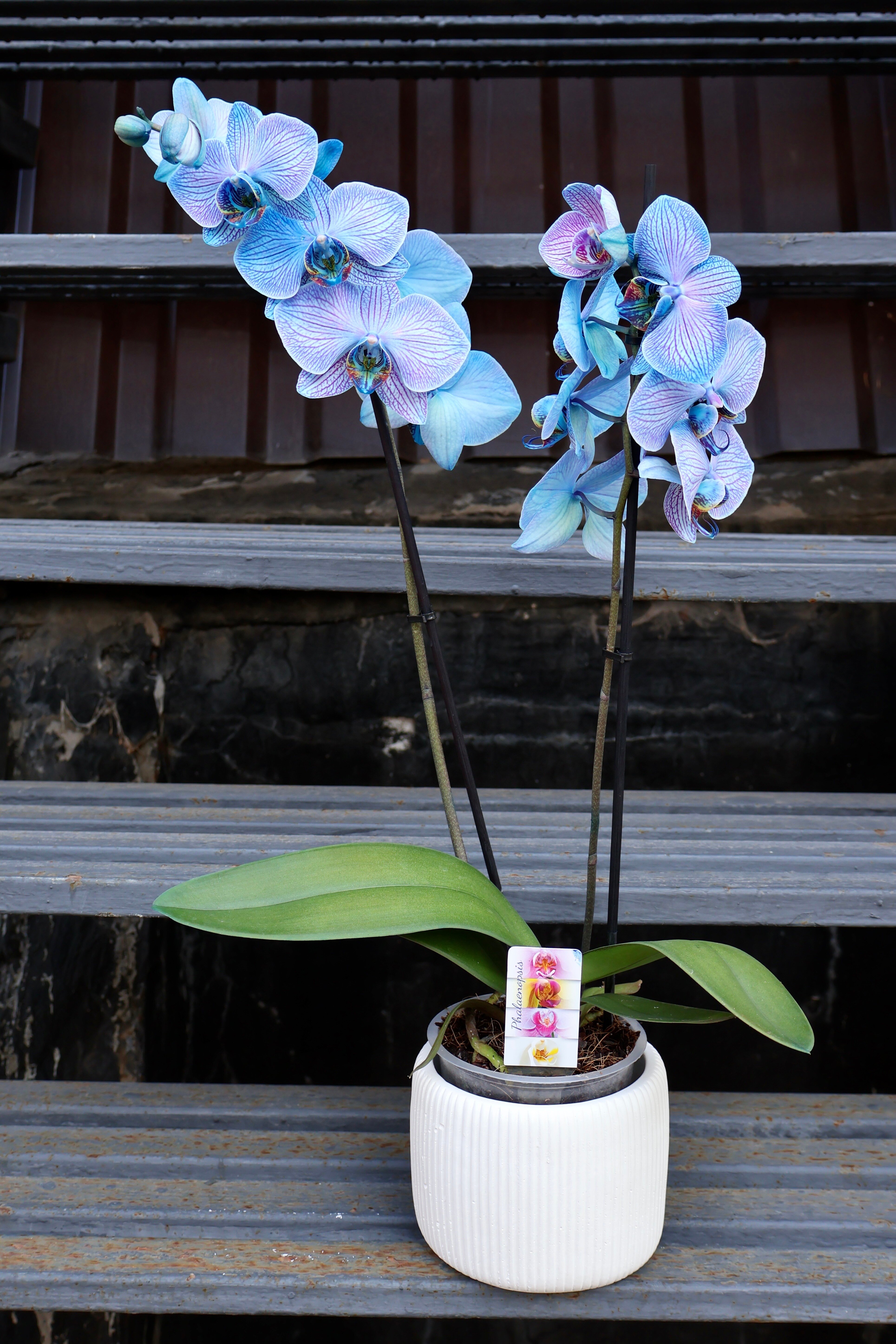 Орхидея Фаленопсис Magic Blue в кашпо (D-12 H-60)