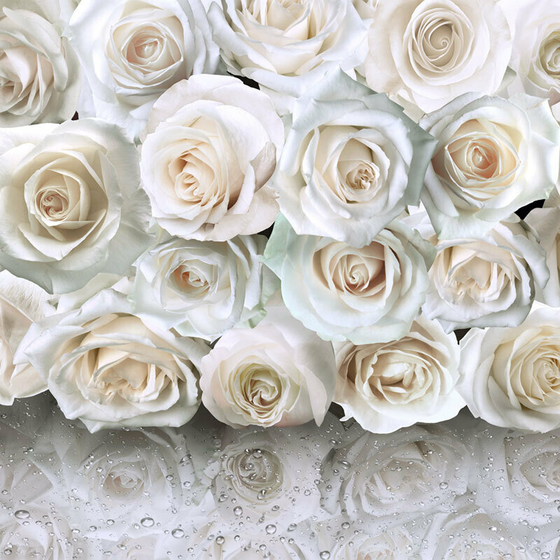 Моющиеся виниловые фотообои GrandPiK Белые розы на мокром стекле 250х250 см