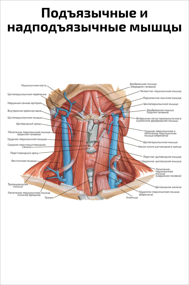 Плакат Квинг Подъязычные и  надподъязычные мышцы ламинированный 457×610 мм ≈ (А2)