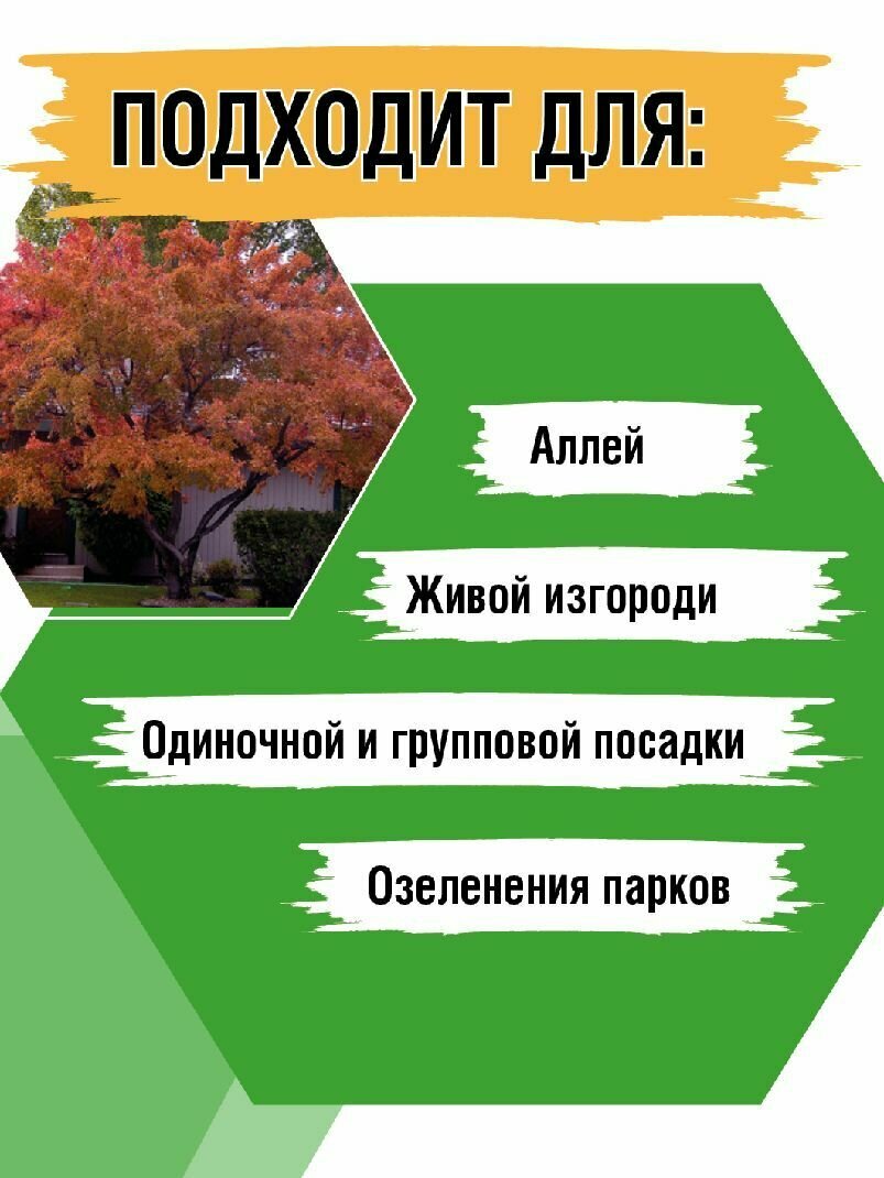 Клен татарский, Неклен, Черноклен, Клен Гиннала — фото 6