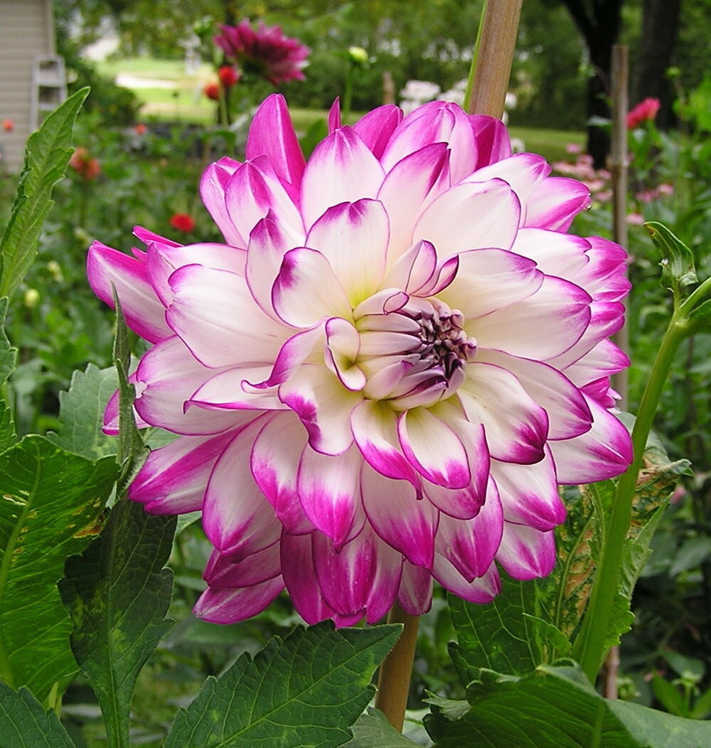 Георгина Корневище, Ху Дан Ит, 1 шт (LeFlower) — фото 3