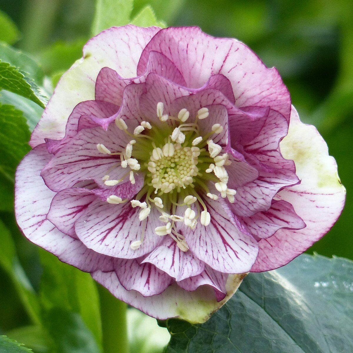 Морозник восточный Дабл Эллен Пикоти (Helleborus orientalis Double Ellen Picotee), саженцы — фото 2