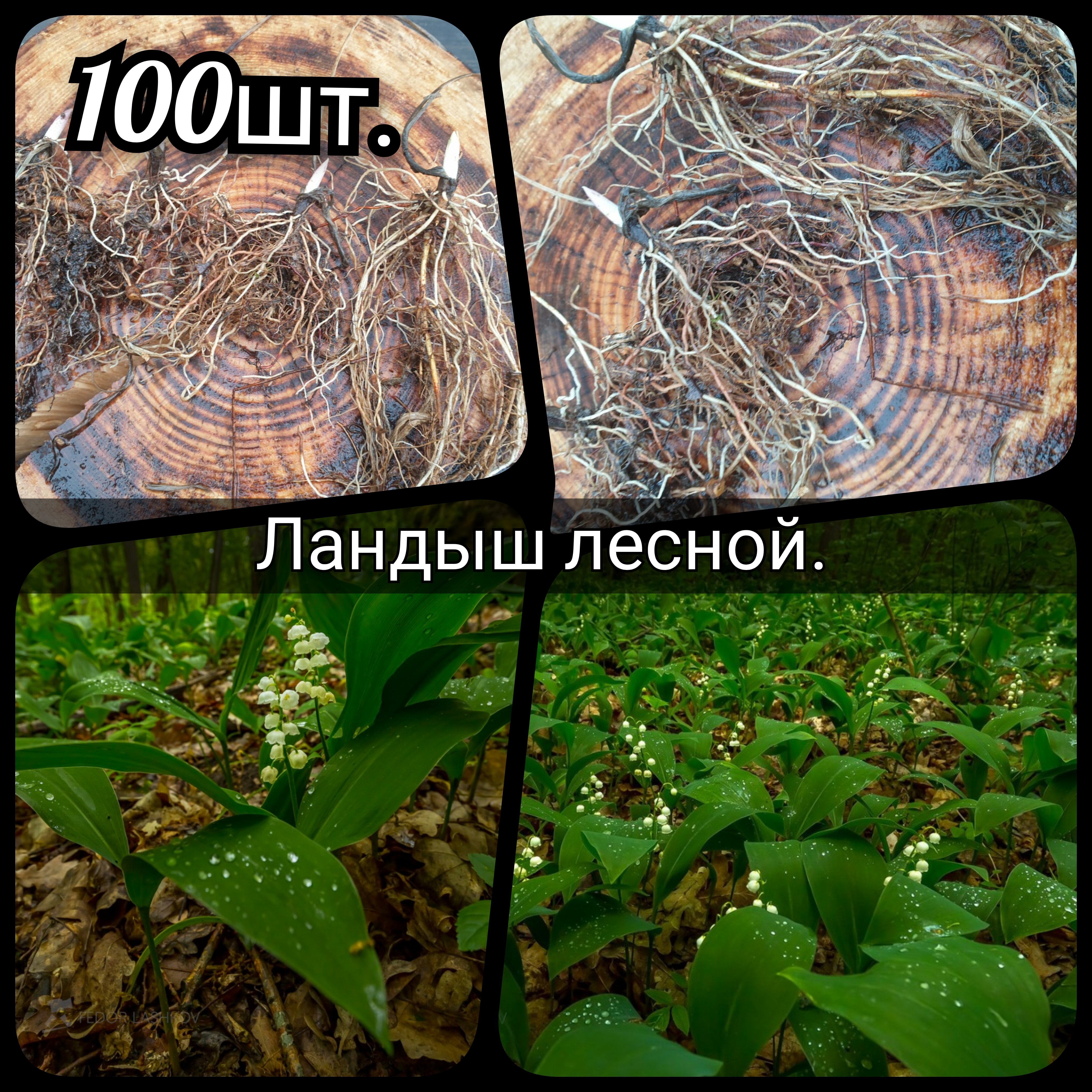 Ландыш лесной 100 шт ( корень)
