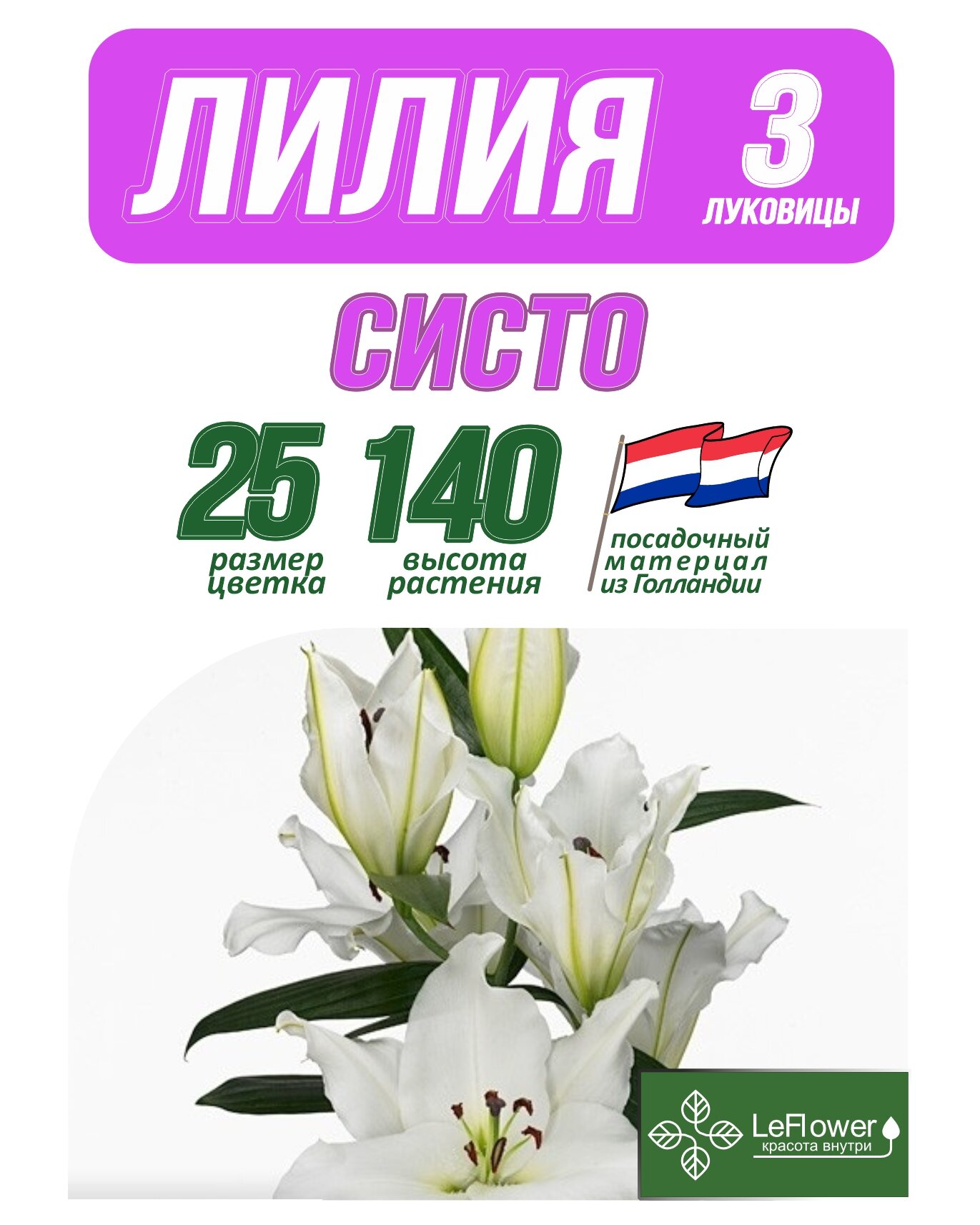 Лилия Луковица Систо разбор 18/20 3 шт (LeFlower)