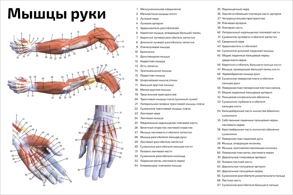 Плакат Квинг Мышцы руки ламинированный 457×610 мм ≈ (А2)