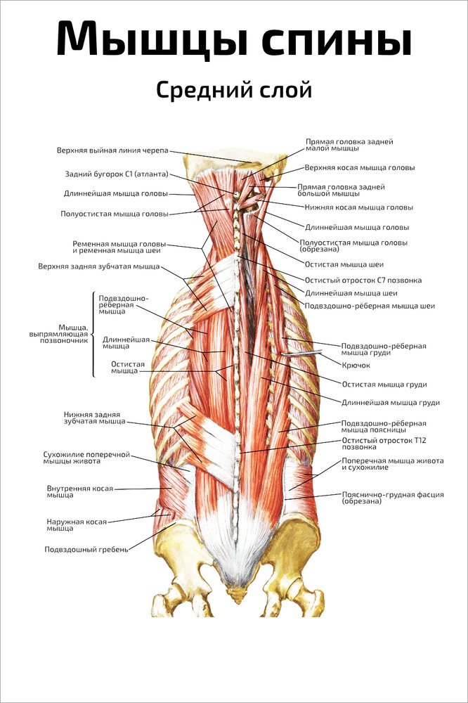 Плакат Квинг Мышцы спины, средний слой ламинированный 457×610 мм ≈ (А2)