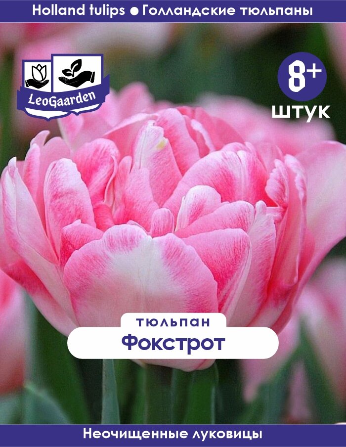 Тюльпан Луковица Фокстрот 8+ шт