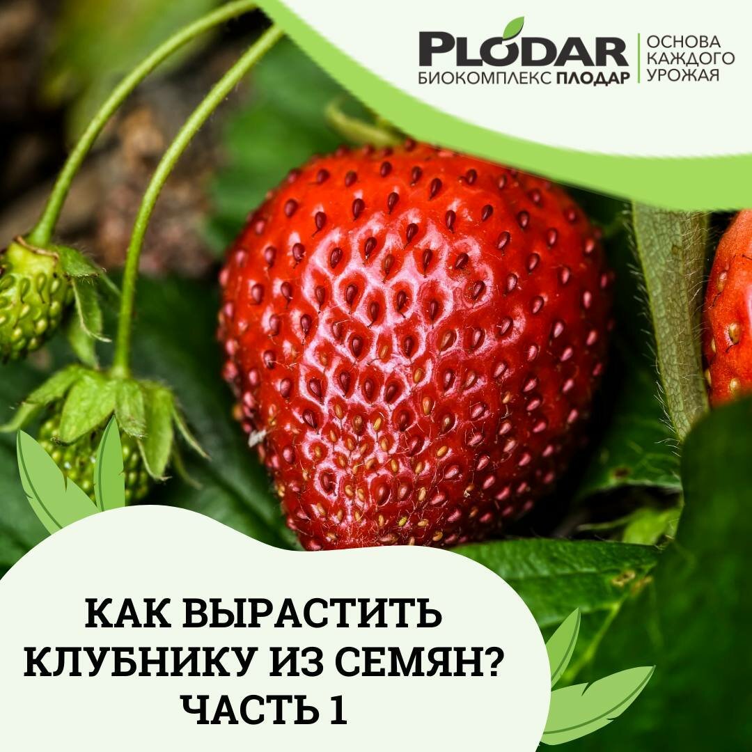 Органический Биокомплекс PLODAR микро проращиватель для всех семян и ростков. Основа каждого Урожая. - фотография № 19