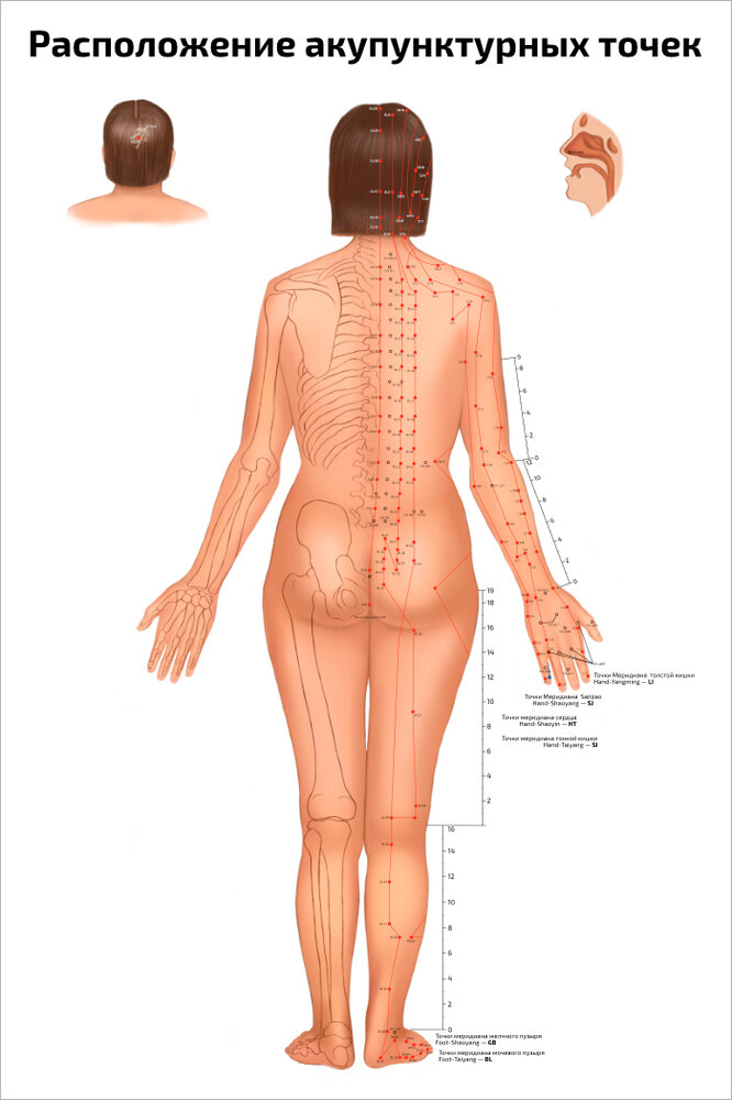 Плакат Квинг Расположение акупунктурных точек: женщина-сзади ламинированный 457×610 мм ≈ (А2)