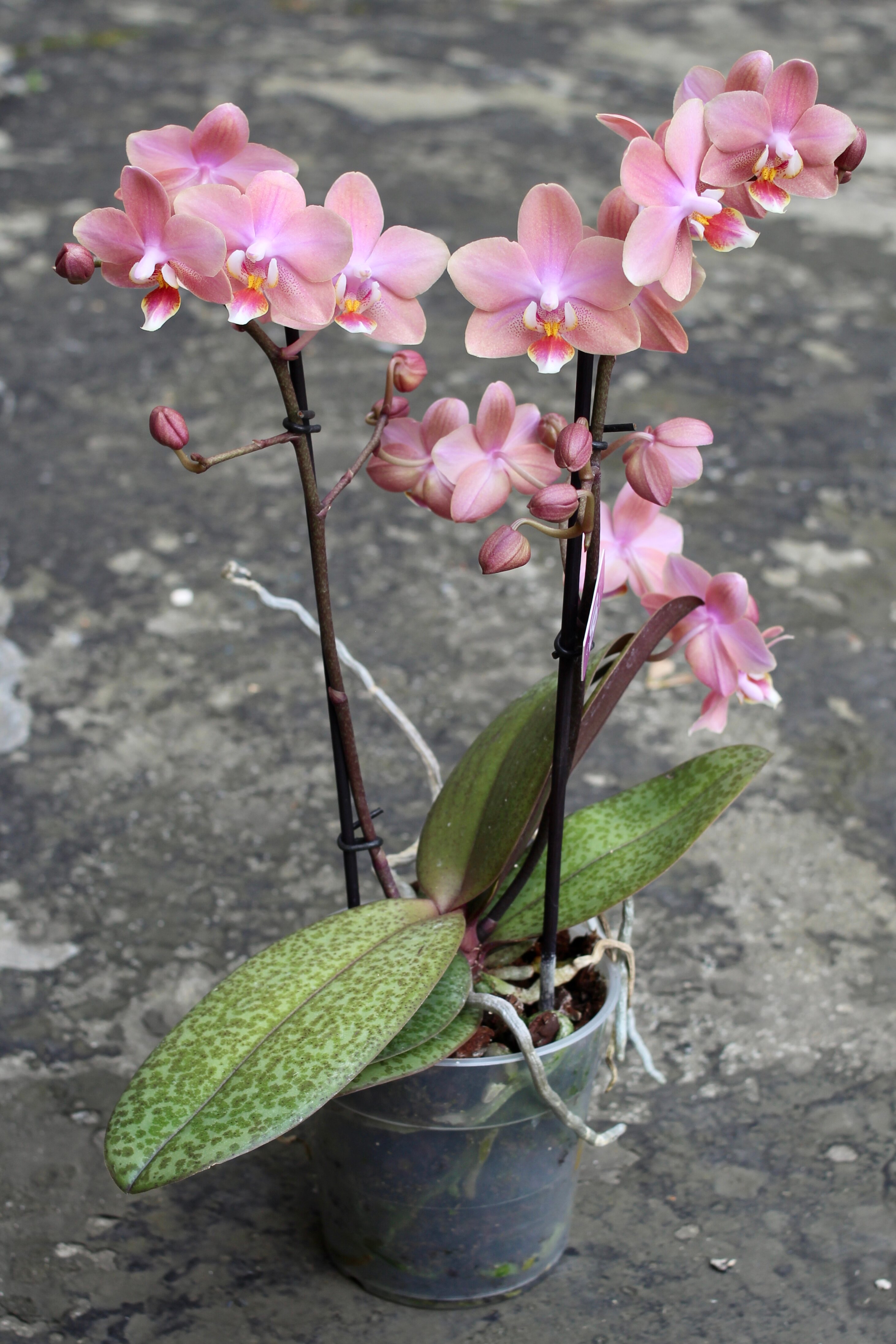Орхидея Фаленопсис Арома Odorion (D-12 H-45)