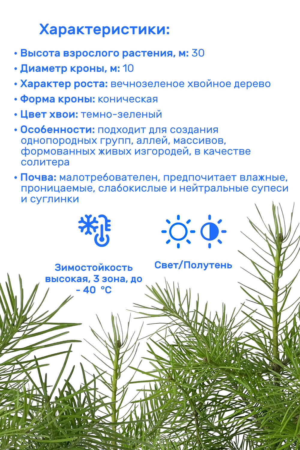 Пихта сибирская 20-40 в пластиковом горшке C2 (2 л) саженец хвойное живое растение