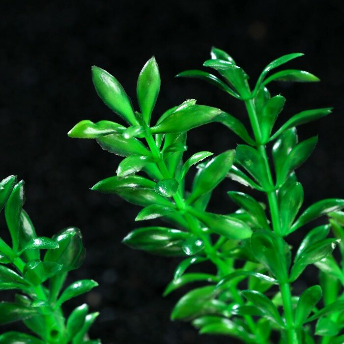 Растение искусственное аквариумное на платформе в виде коряги, 30 см, зелёное - фотография № 3