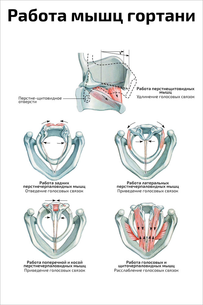 Плакат Квинг Работа мышц гортани, голосообразование ламинированный 457×610 мм ≈ (А2)