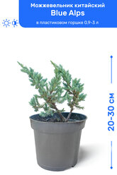 Можжевельник китайский Blue Alps (Блю Альпс) 20-30 см в пластиковом горшке 0,9-3 л, саженец, хвойное живое растение