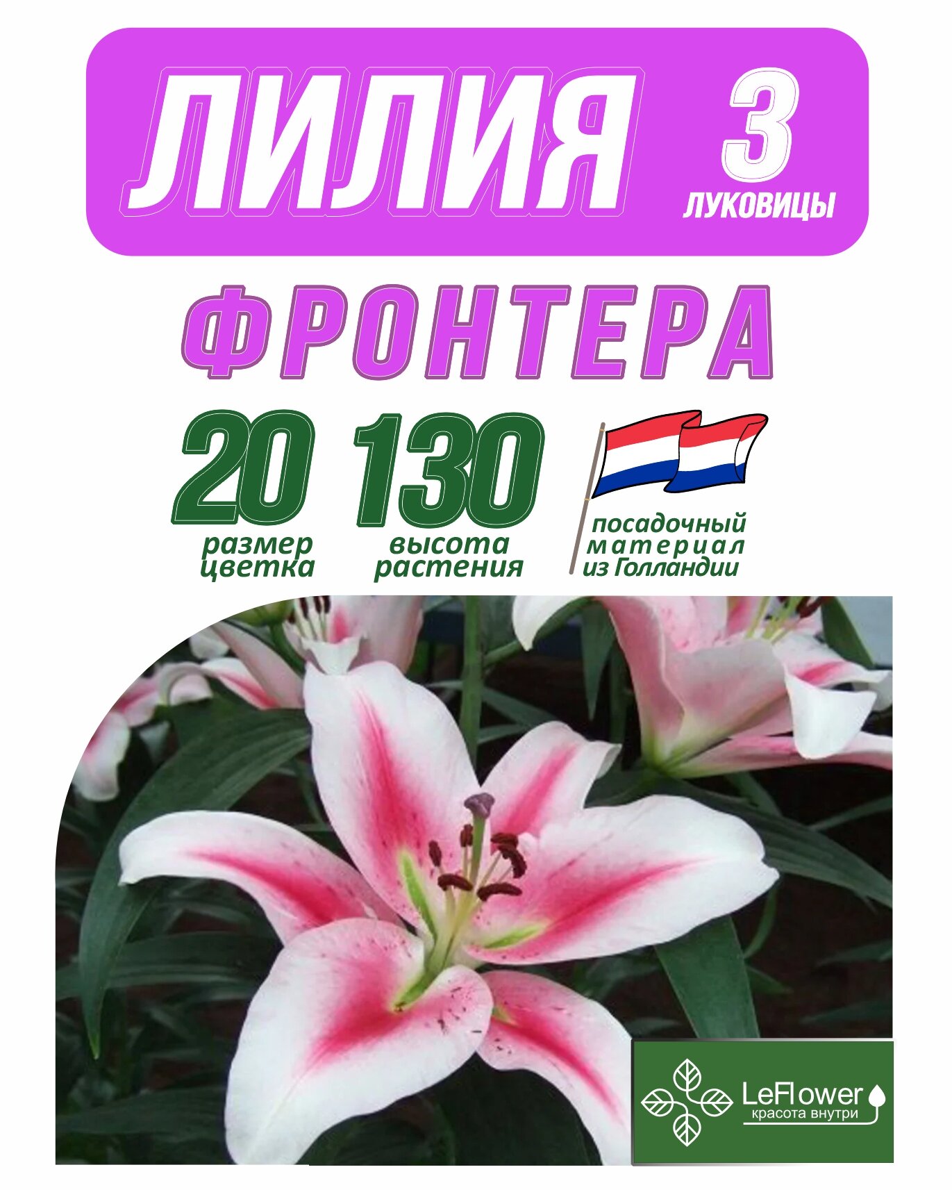 Лилия Луковица Фронтера 3 шт (LeFlower)