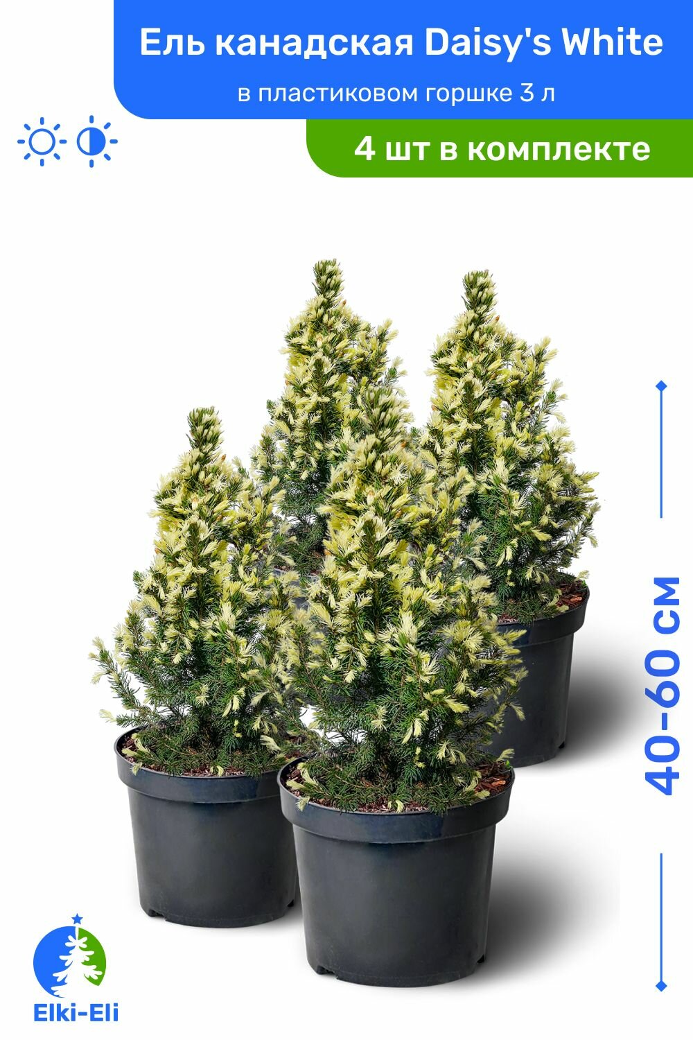 Ель канадская Daisys White (Дейзи Вайт) 40-60 см в пластиковом горшке 3 л саженец хвойное живое растение комплект из 4 шт