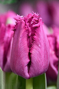 Тюльпан бахромчатый 
