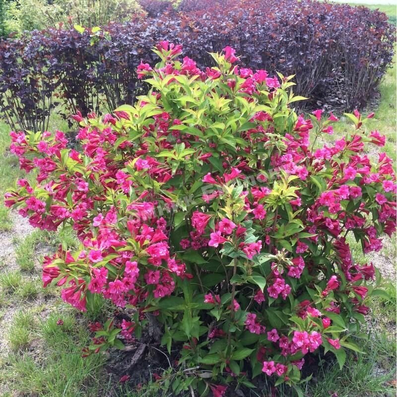 Вейгела цветущая гибридная Бристоль Руби (Weigela hybrida Bristol Ruby) саженцы