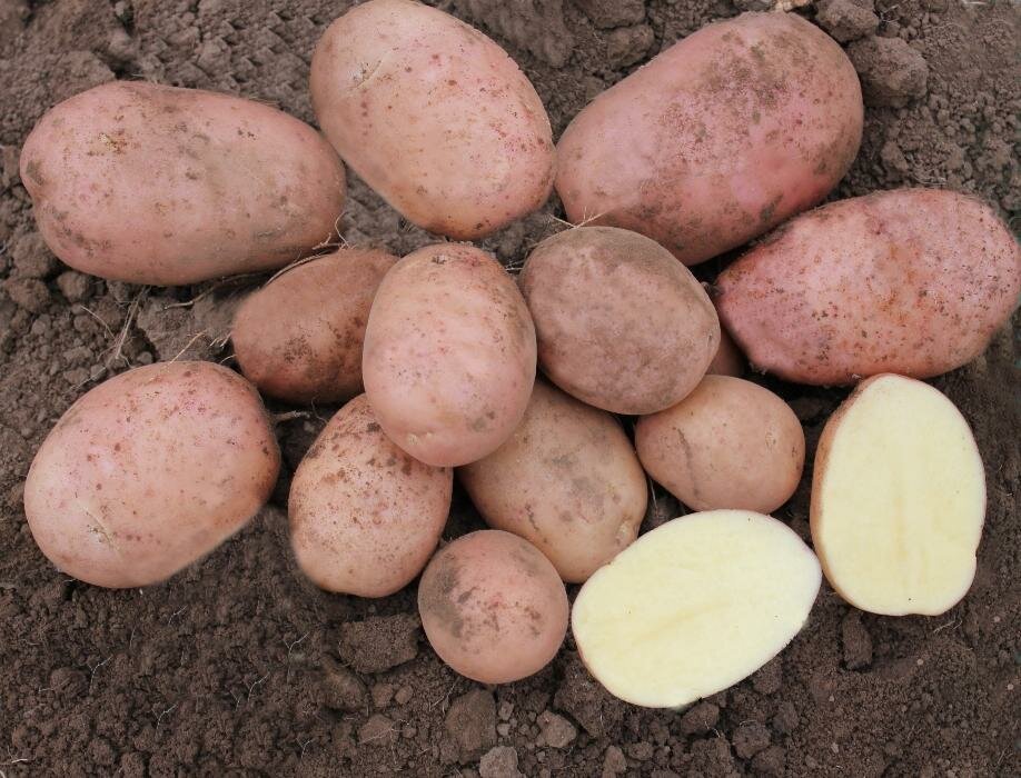 Картофель семенной Гранд ( 5 кг в сетке 28-55, элита )