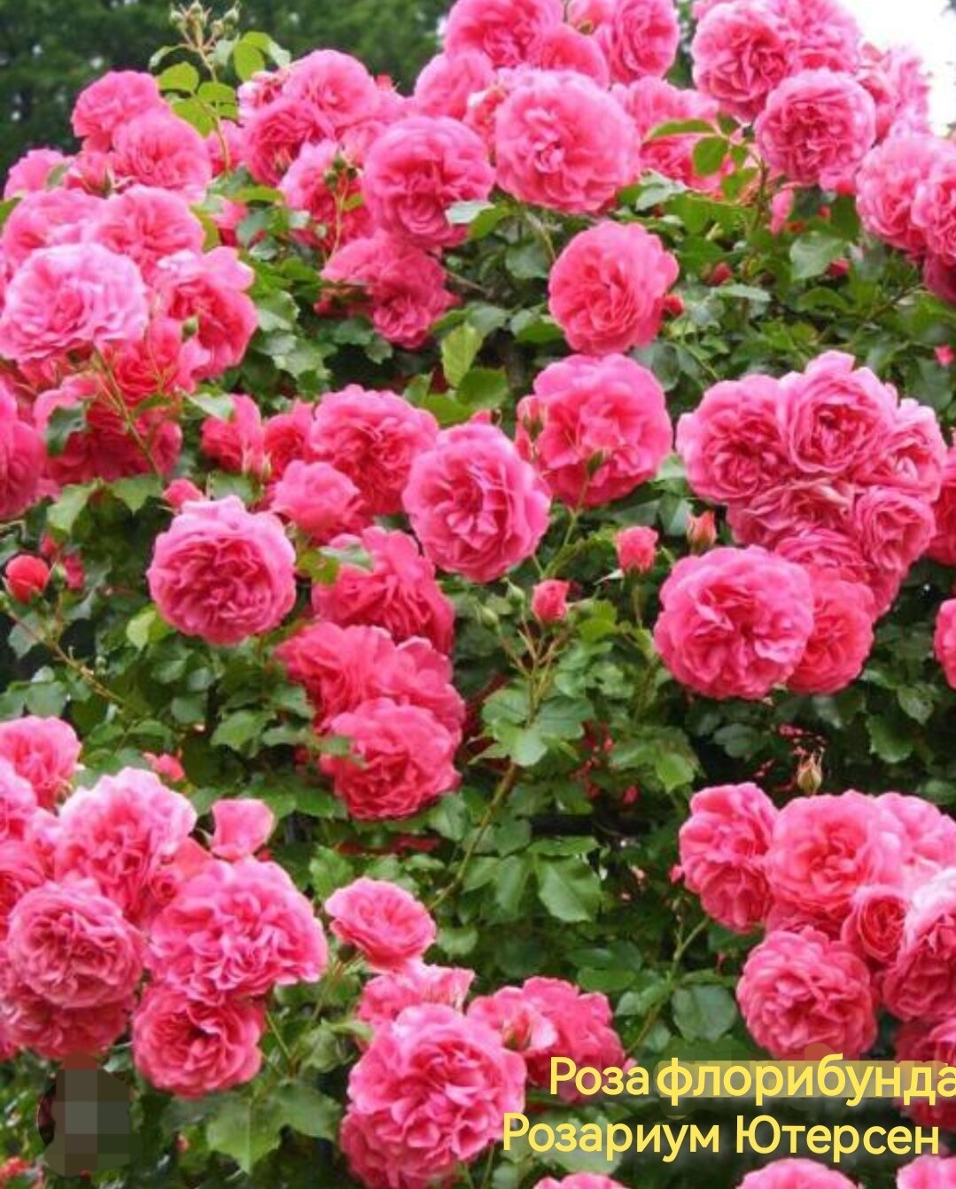 "Розариум Ютерсена" - плетистая роза флорибунда
