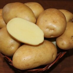 Картофель семенной Гулливер ( 2 кг в сетке 28-55 мм, элита )