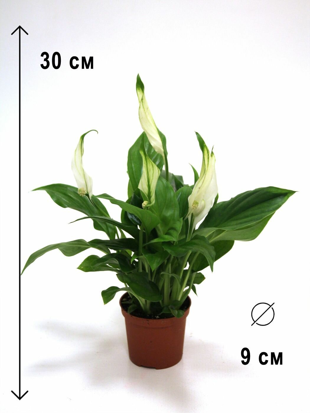 Спатифиллум в горшке высота 25-30см