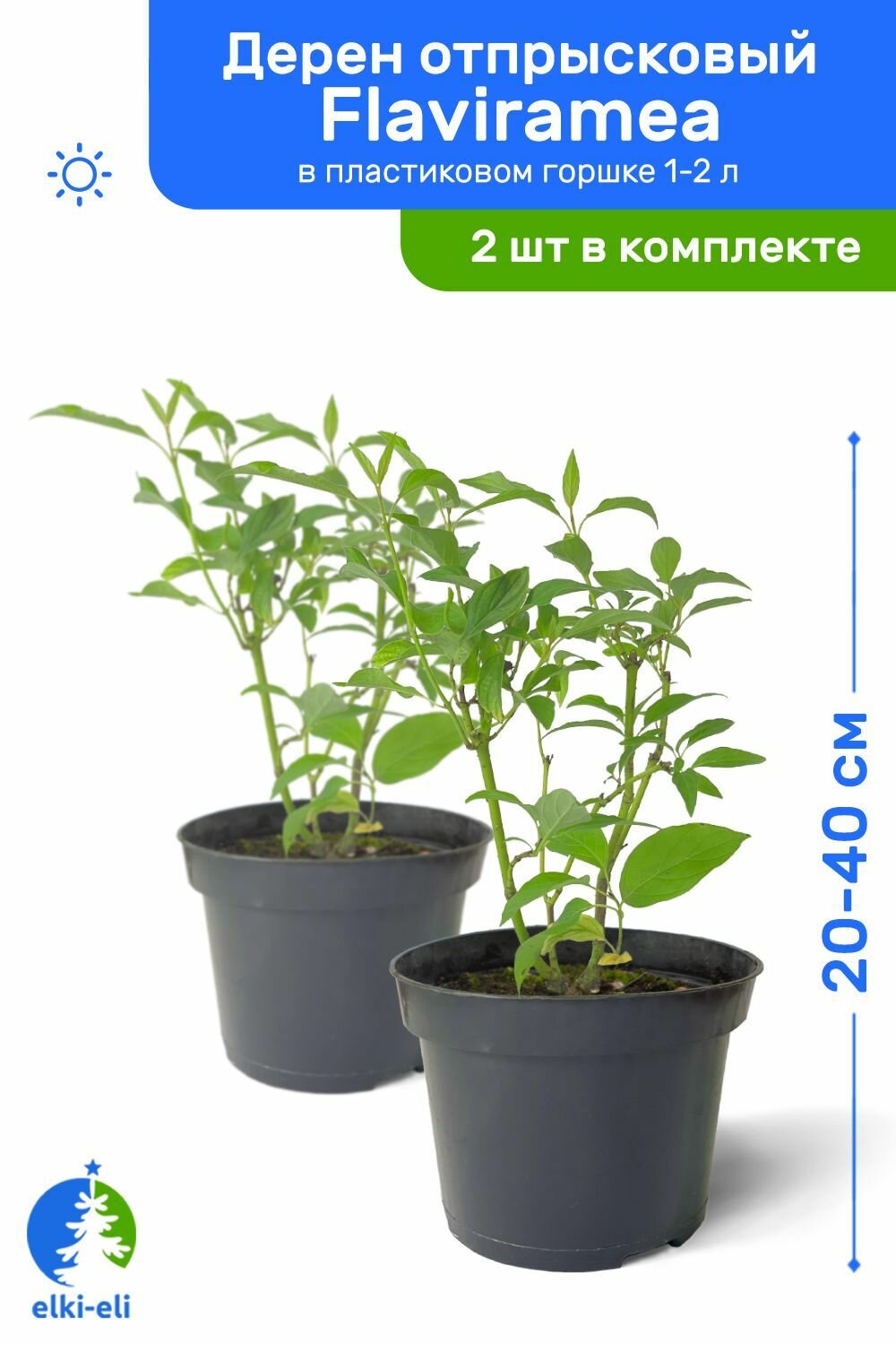Дерен отпрысковый Flaviramea (Флавирамеа) 20-40 см в пластиковом горшке 1-2 л саженец лиственное живое растение комплект из 2 шт