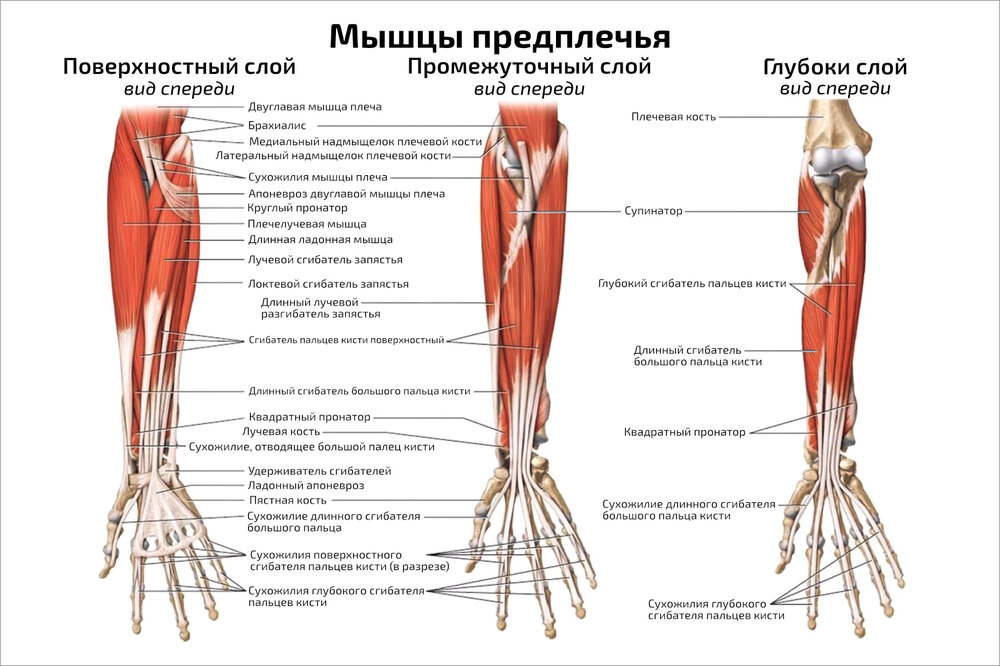 Плакат Квинг Мышцы предплечья ламинированный 457×610 мм ≈ (А2)