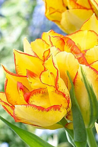 Тюльпан многоцветковый 