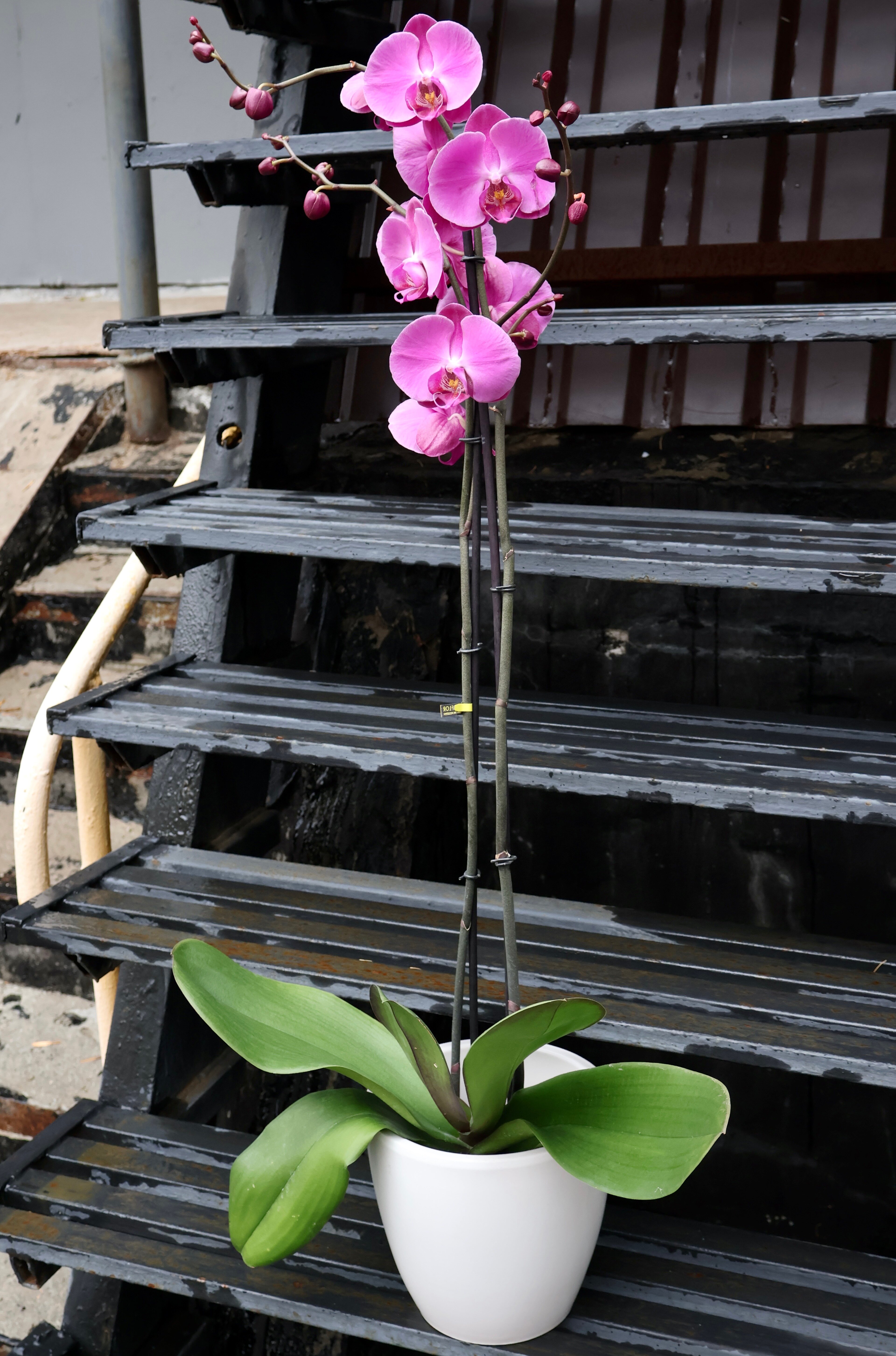 Орхидея Фаленопсис Гигант Фуксия в керамике (D-15 H-100)