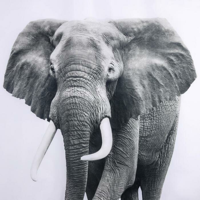 Доляна Штора для ванны Доляна «Слон», 180×180 см, полиэстер - фотография № 2
