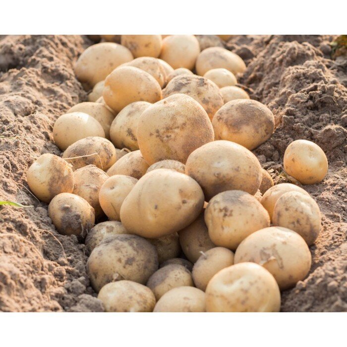 Семенной картофель "Колобок " 2 кг Элита, р/р 28/55 - фотография № 2