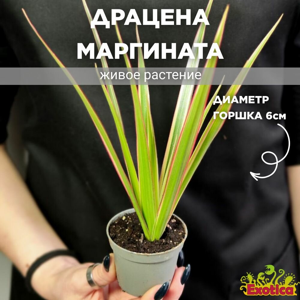 Драцена Маргината Биколор (Dracaena Marginata Bicolor) D6см