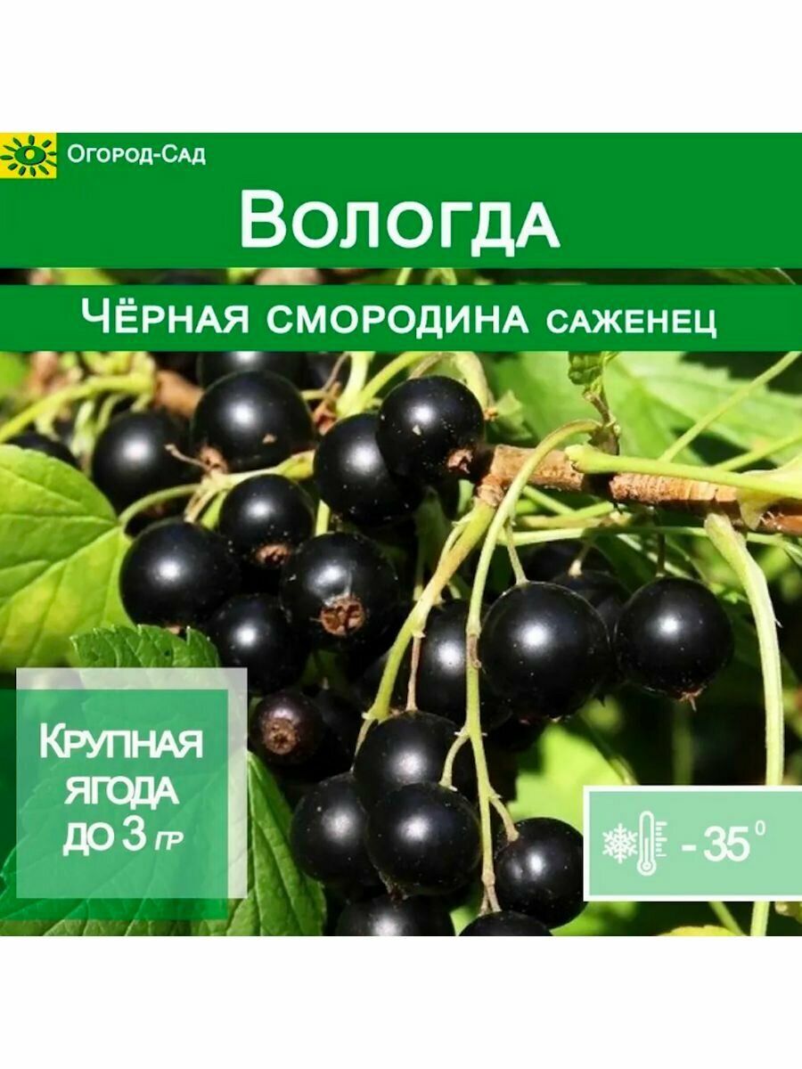 Чернаяородина Вологда С2