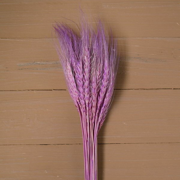 Сухой колос пшеницы набор 50 шт цвет фиолетовый