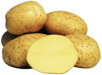 Картофель семенной Колетте ( 2 кг в сетке 28-55 мм, элита )