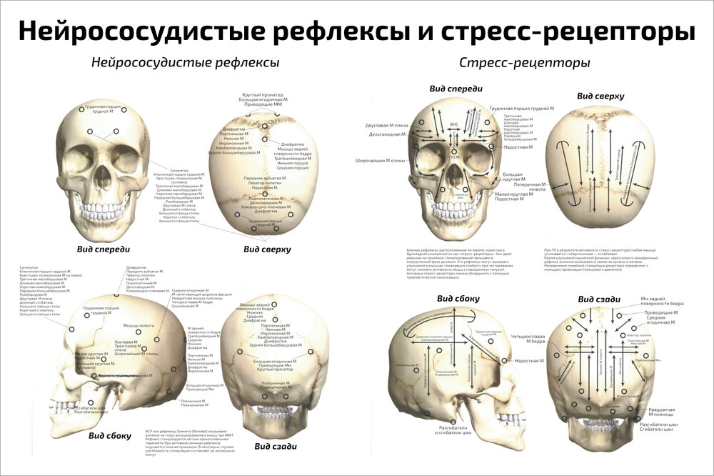 Плакат Квинг Нейрососудистые рефлексы и стресс-рецепторы ламинированный 457×610 мм ≈ (А2)