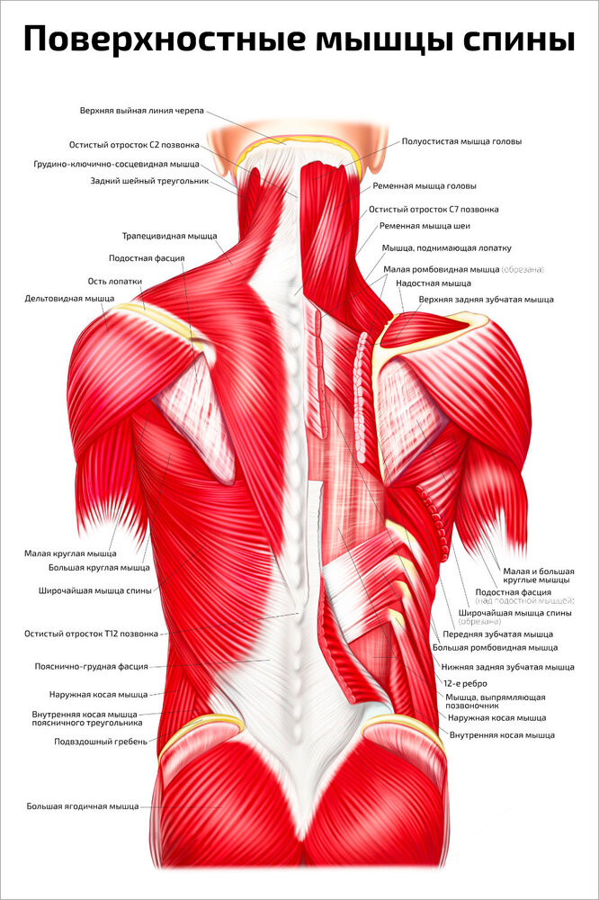 Плакат Квинг Поверхностные мышцы спины ламинированный 457×610 мм ≈ (А2)