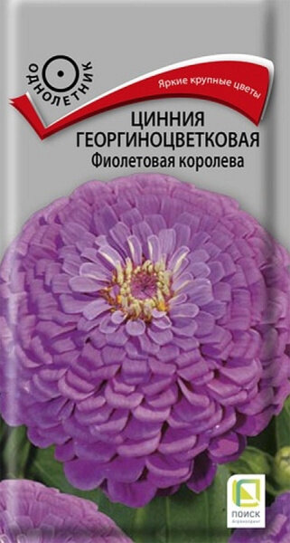 Цинния георгиноцветковая Фиолетовая королева 580903