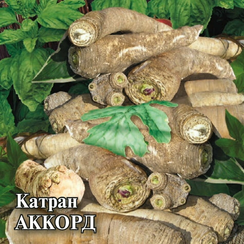 Гавриш Катран Аккорд 100 г