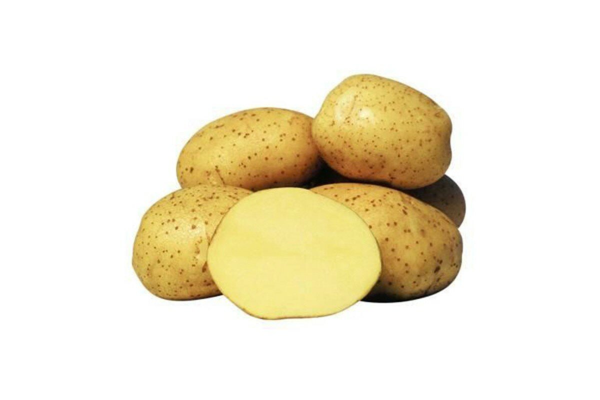 Картофель семенной селекционный сортовой янка клубни 1 кг - фотография № 2