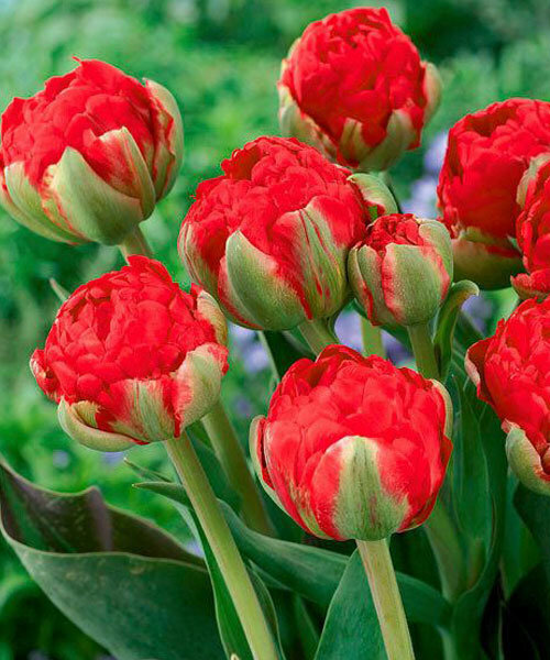Луковицы тюльпана "РедВуд" на посадку 5 шт - фотография № 2